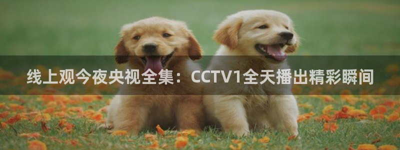 jrs直播吧回放：线上观今夜央视全集：CCTV1全天播出精彩瞬间